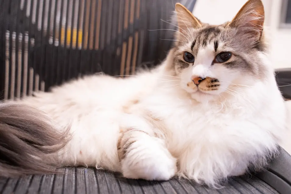 Cat relaxing outside