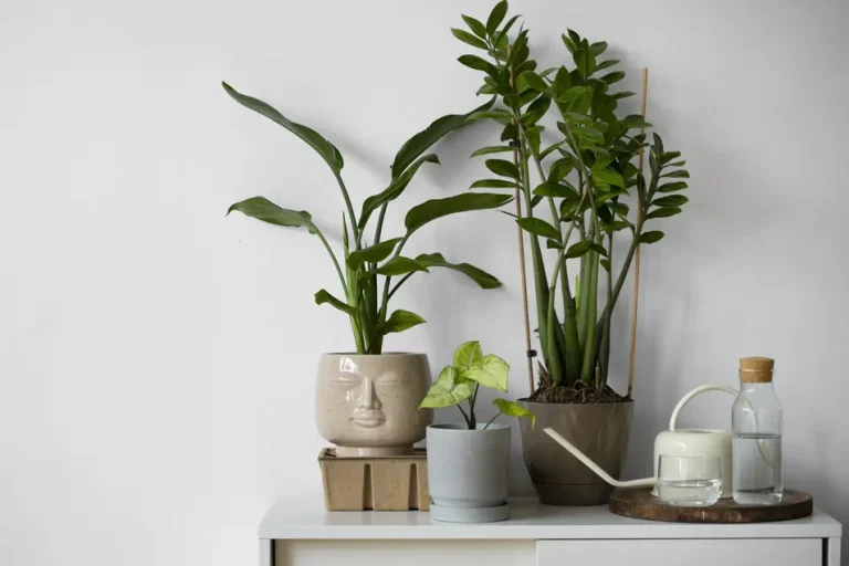 house plants on a cabinet
