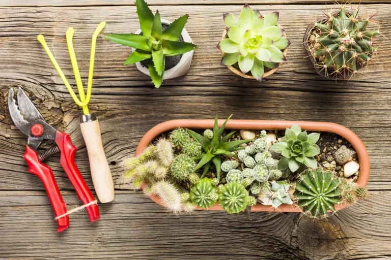 plants on a wood bench