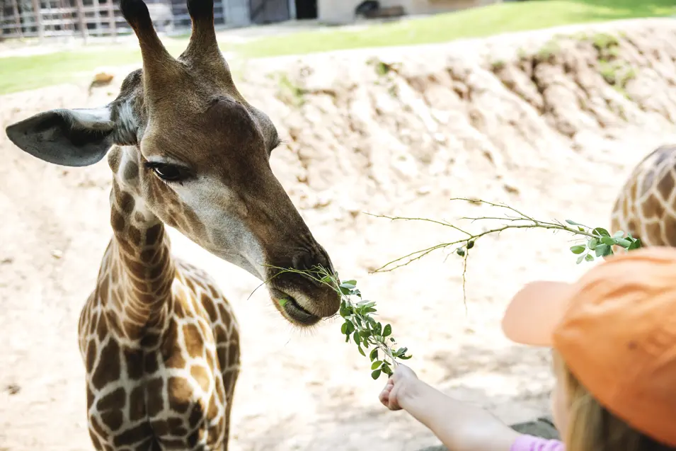 calgary zoo