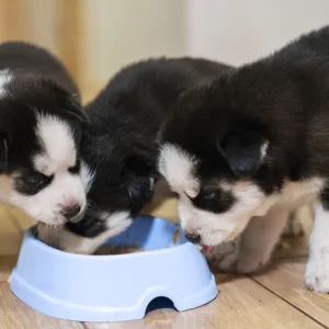 puppies eating out of a bowl