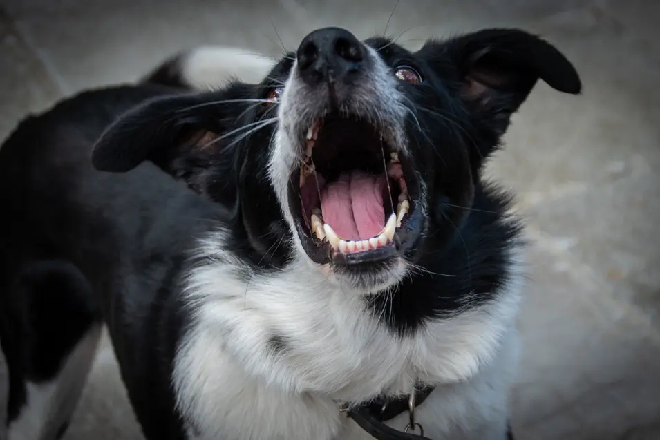 black and white dog barking