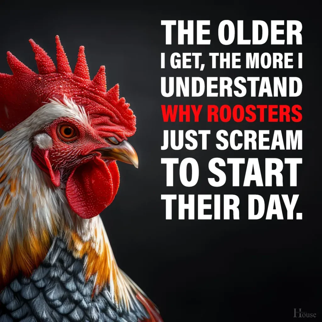 rooster